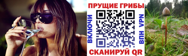 Псилоцибиновые грибы мицелий Ковылкино